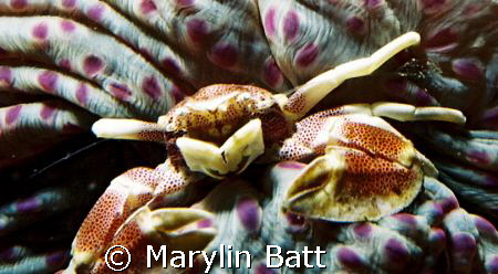 Anomone Crab on the underside of a closed Anomone.  The u... by Marylin Batt 